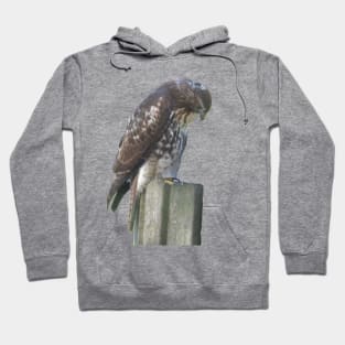 Falcon on Post Hoodie